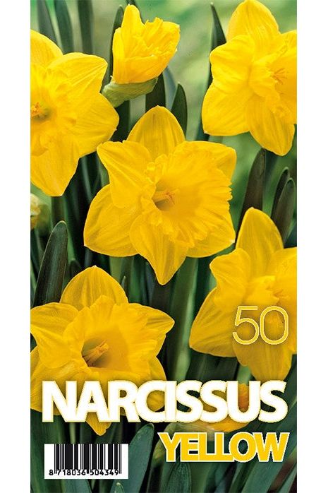 Narciss Dutch Master 50-pakning